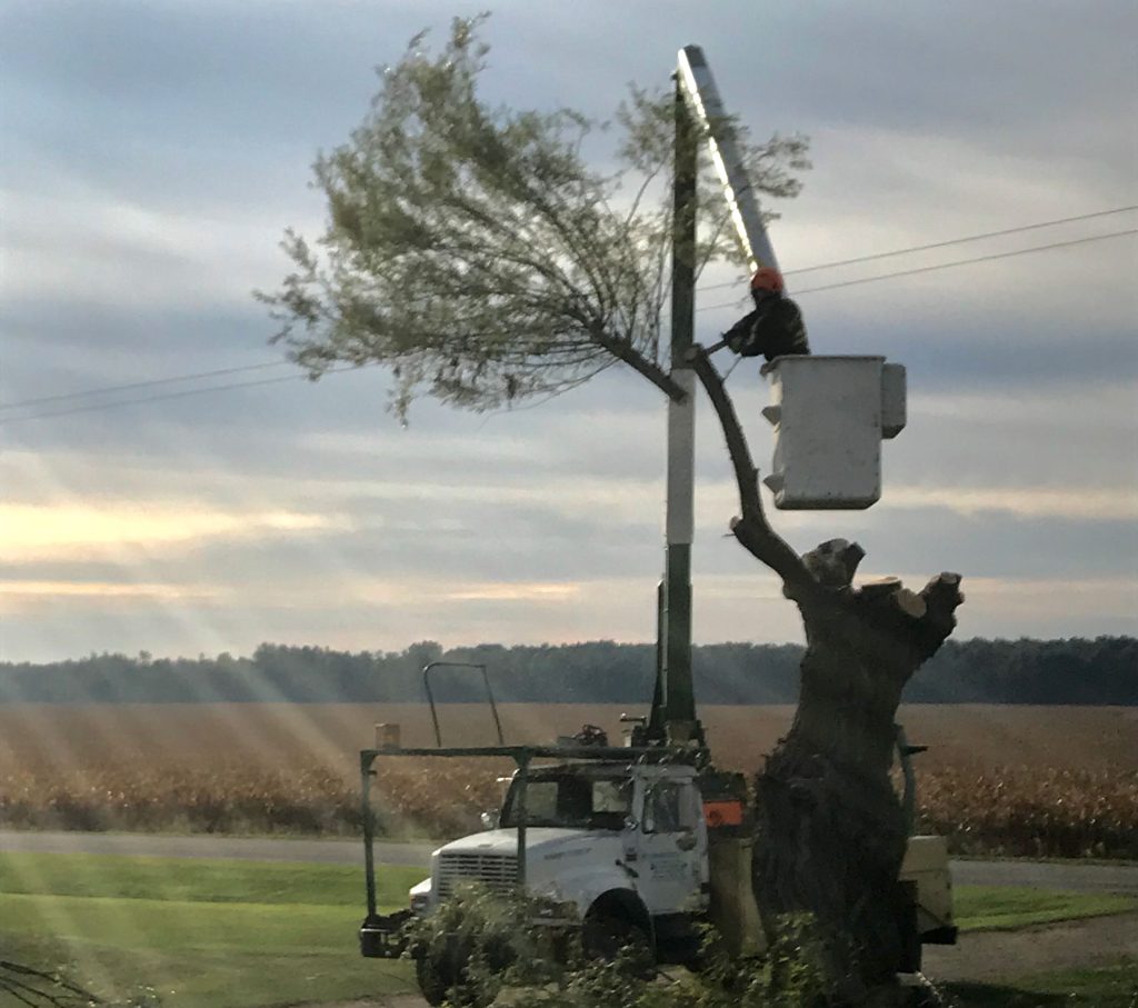 cutting tree branches off of tree